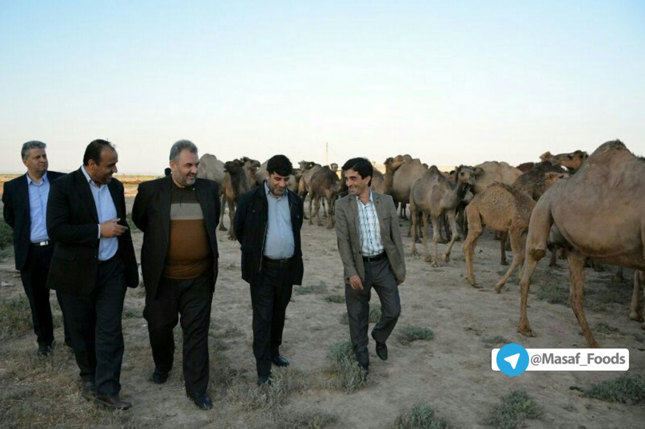 پرورش شتر در حوضه دریاچه ارومیه توجیه اقتصادی دارد